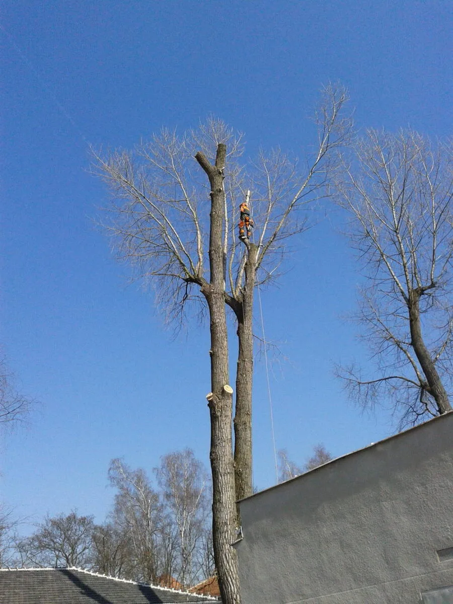 Sekcyjna ścinka wysokiego drzewa metodą alpinistyczną
