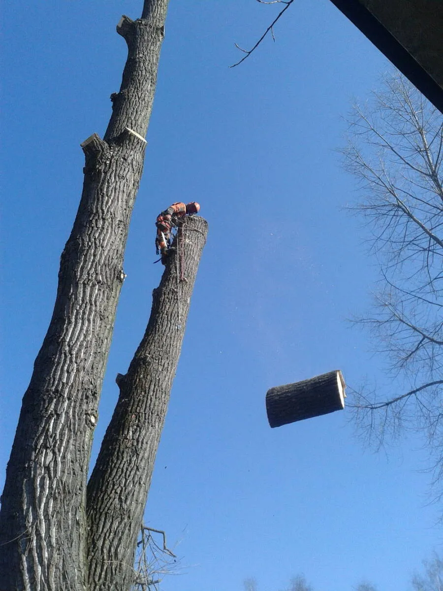 Arborysta na pniu drzewa opuszczający odcięty fragment na linie