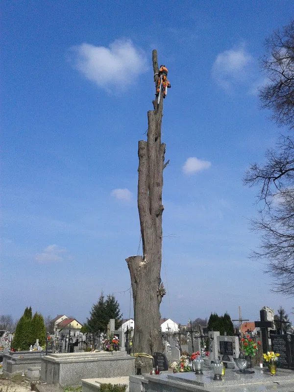 Wycinka drzewa na cmentarzu – arborysta na pniu wśród nagrobków