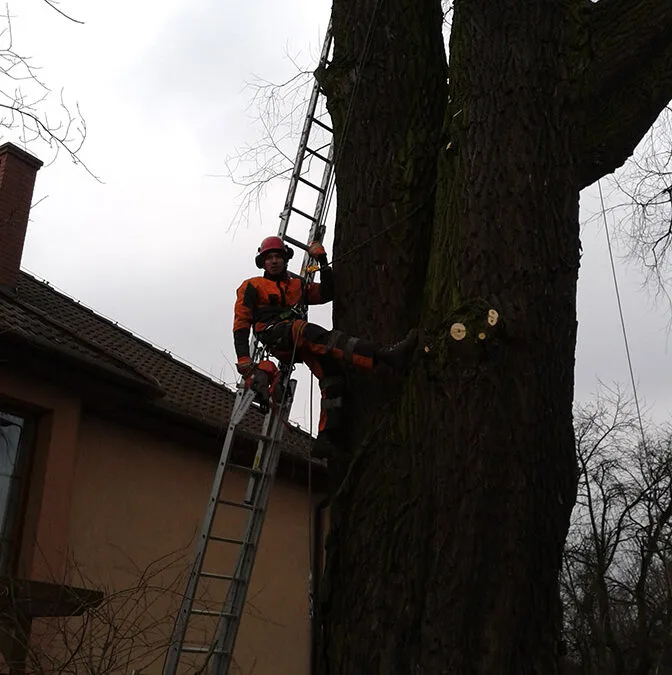 Arborysta na drabinie przy pniu wierzby obok budynku