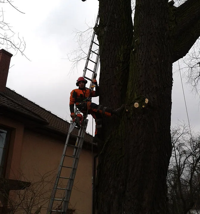 Arborysta na drabinie przy pniu wierzby obok budynku