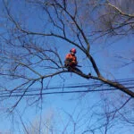 Arborysta w koronie drzewa podczas prac wysokościowych