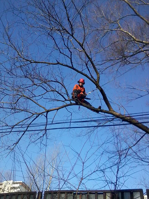 Arborysta w koronie drzewa podczas prac wysokościowych