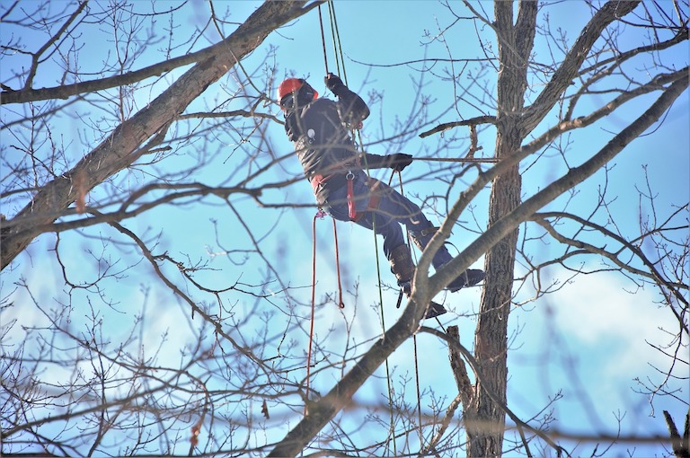Arborysta na linach w koronie drzewa