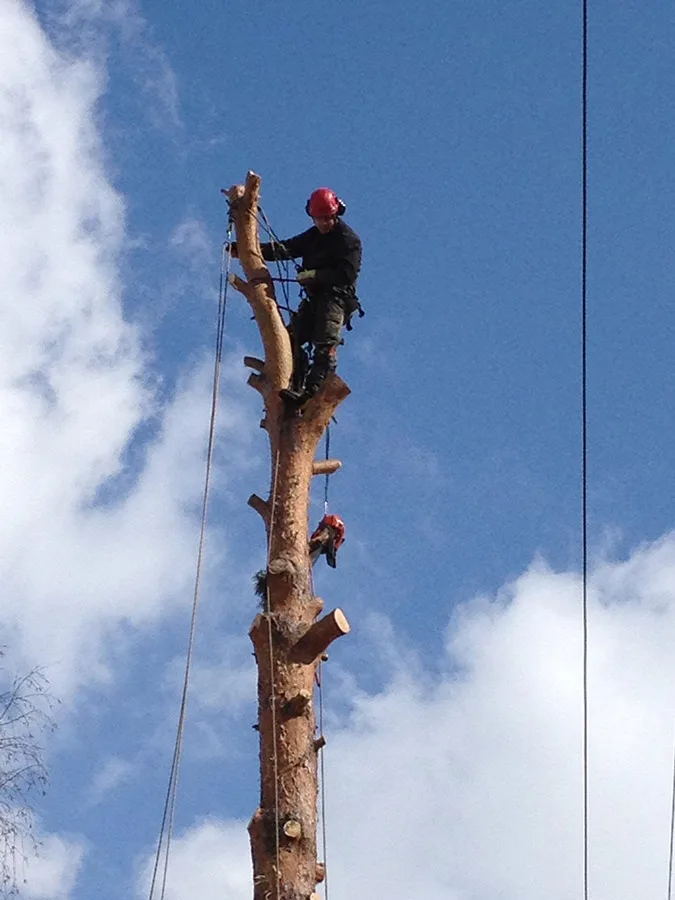 Arborysta na czubku pnia podczas wycinki sekcyjnej