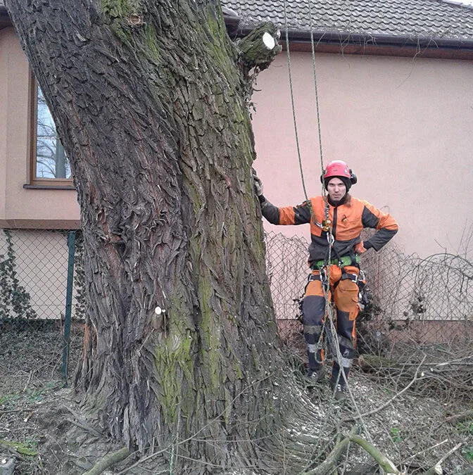 Arborysta przy pniu drzewa obok budynku mieszkalnego