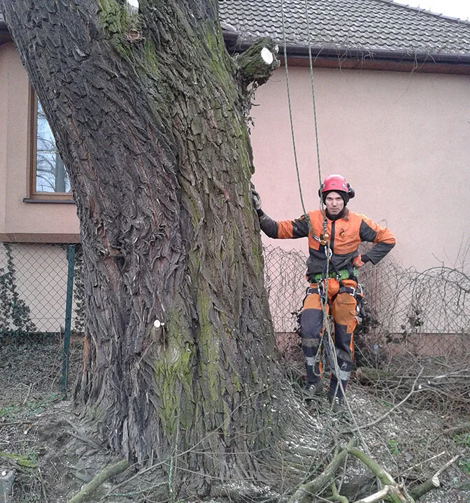 Arborysta przy pniu drzewa obok budynku mieszkalnego