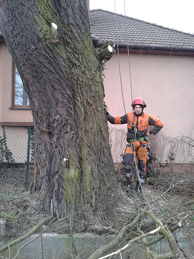 Arborysta przy pniu drzewa obok budynku mieszkalnego