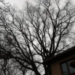 Rozłożyste drzewo nad domem – przed pielęgnacją