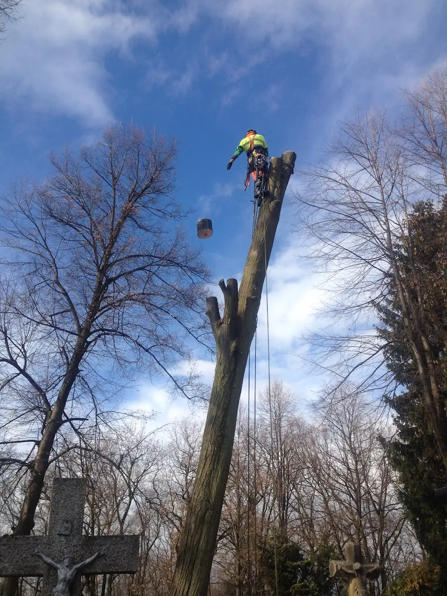 Arborysta na pniu podczas wycinki sekcyjnej