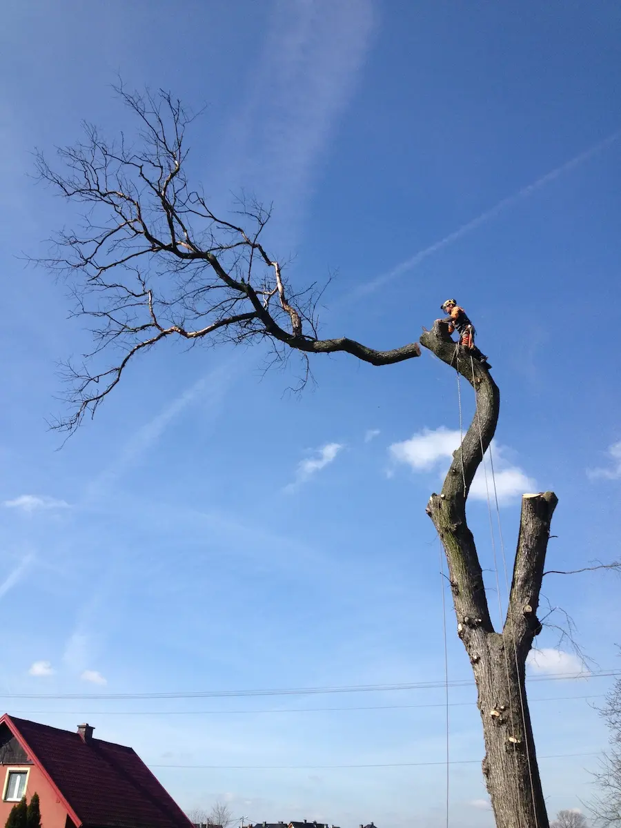 Arborysta na czubku drzewa – redukcja korony