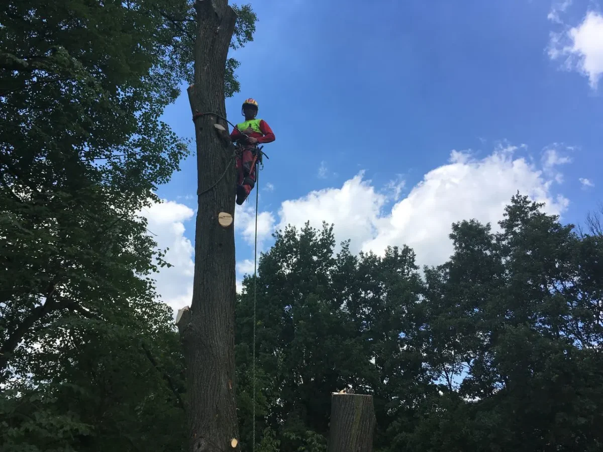 Arborysta na czubku drzewa na tle błękitnego nieba